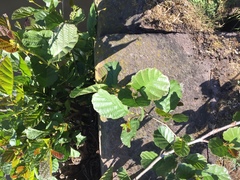 Angiospermae