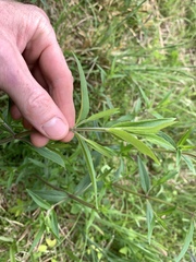 Pycnanthemum verticillatum