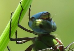 Coryphaeschna adnexa