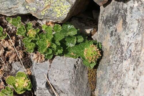 Teucrium pyrenaicum, photograph 3