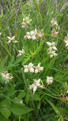 Allium canadense canadense