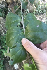 Strychnos psilosperma