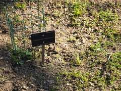 Tropaeolum tuberosum