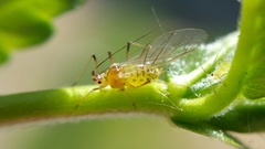 Aulacorthum solani