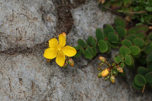 Hypericum nummularium, photograph 5