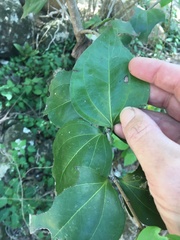 Strychnos psilosperma