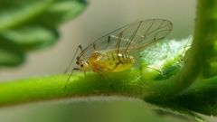 Aulacorthum solani