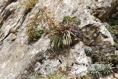 (c) Antoine Thivolle, some rights reserved (CC BY) Saxifraga longifolia, photograph (c) Antoine Thivolle, some rights reserved (CC BY)