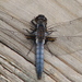 Blue Corporal - Photo (c) Vicki DeLoach, some rights reserved (CC BY-NC-ND)