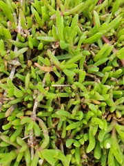 Disphyma australe australe