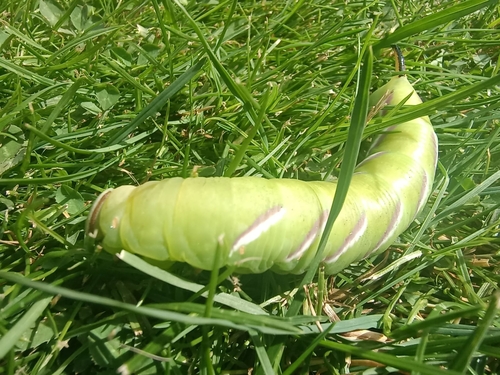 Privet Hawkmoth