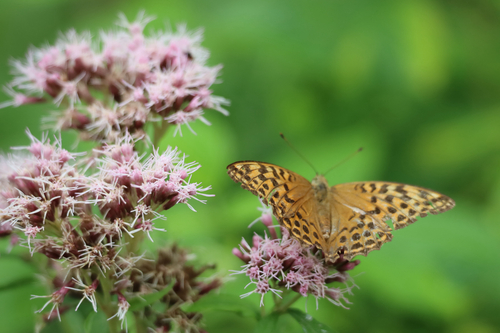 Silver-washed Fritillary