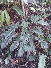 Philodendreae