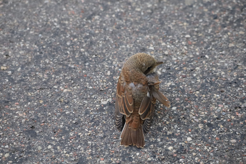 Red-backed Shrike