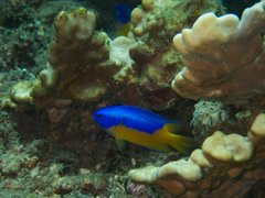 Pomacentrus auriventris