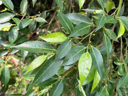 Ficus ampelos, photograph 2