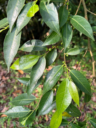 Ficus ampelos