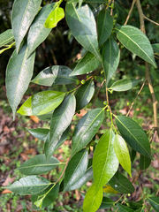 Ficus ampelos