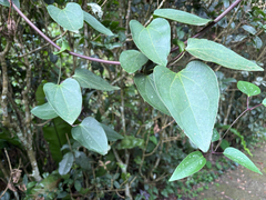 Clematis tashiroi
