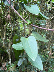 Clematis tashiroi, photograph (c) 黃美滿, some rights reserved (CC BY)