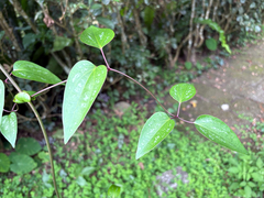 Clematis tashiroi, photograph (c) 黃美滿, some rights reserved (CC BY)