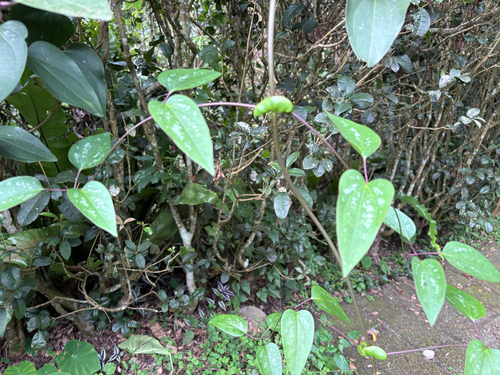 Clematis tashiroi, photograph 2