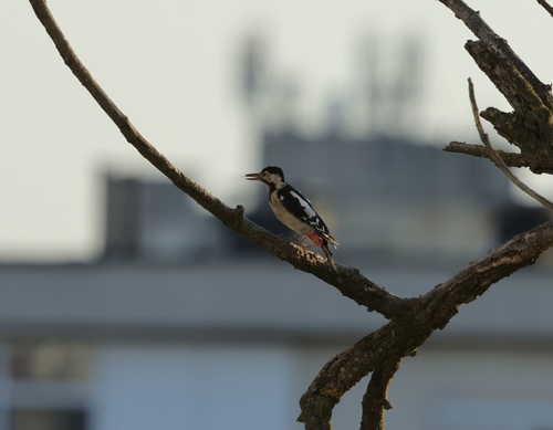 Syrian Woodpecker