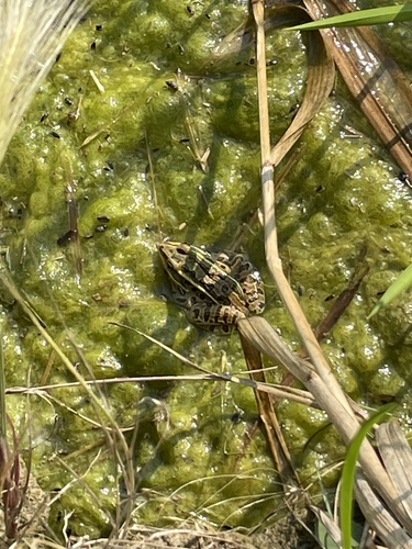 Northern Leopard Frog