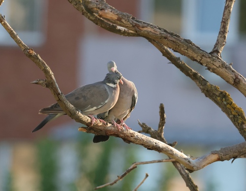 Common Wood-Pigeon