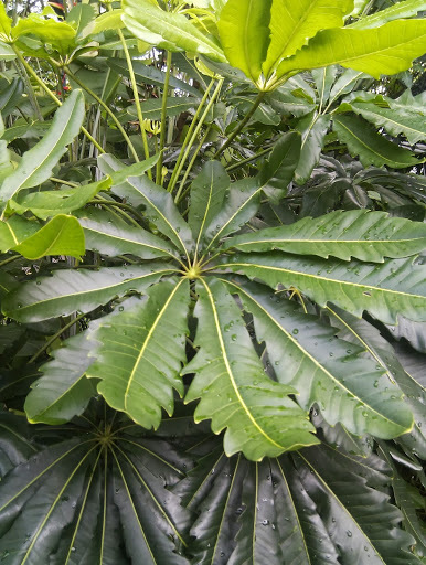 Schefflera elegantissima