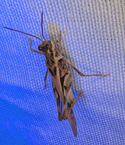 Hippopedon capito