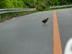 Gallirallus okinawae