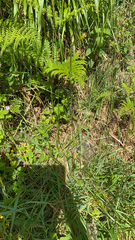 Anthocharis cardamines