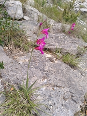 Gladiolus dubius