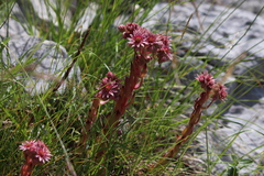 Sempervivum marmoreum