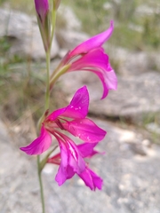 Gladiolus dubius
