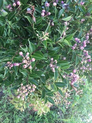 Syzygium acuminatissimum