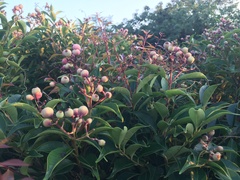 Syzygium acuminatissimum