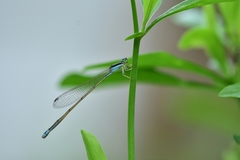 Aciagrion occidentale