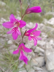 Gladiolus dubius