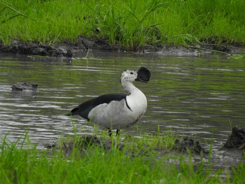 iNaturalist image