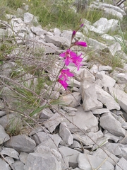 Gladiolus dubius