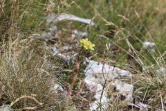 Sempervivum heuffelii