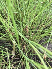 Fimbristylis ferruginea