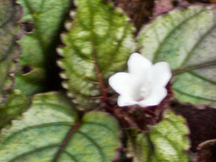 Hemigraphis alternata