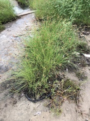 Fimbristylis ferruginea