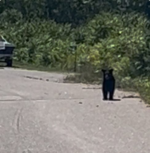Black Bear sighting near Ontario, ON