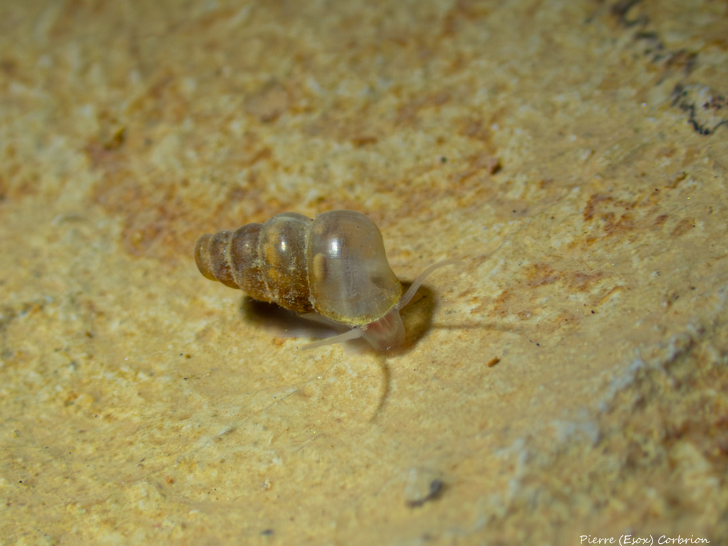 Paladilhia jamblussensis