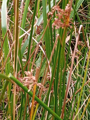 Наблюдение на iNaturalist