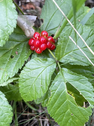 Stone Bramble